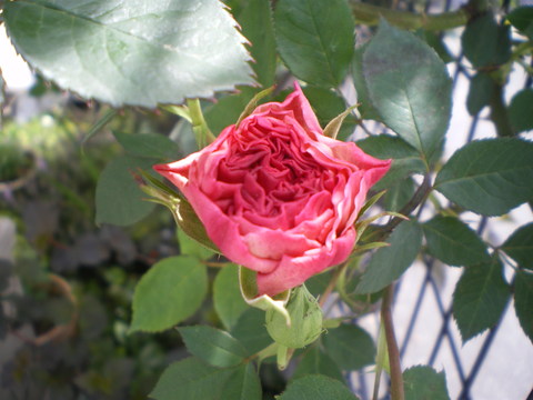 e0128024_11182817.jpg