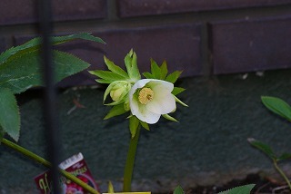 f0170524_2127723.jpg