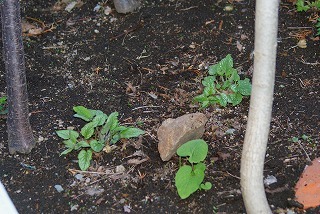 f0170524_21292926.jpg