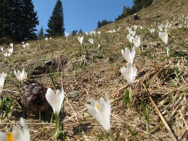 Wandern in der näh von Zürich （春と冬の登山）_f0224632_23384865.jpg