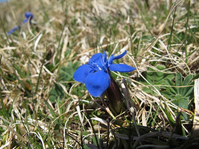 Wandern in der näh von Zürich （春と冬の登山）_f0224632_23393396.jpg