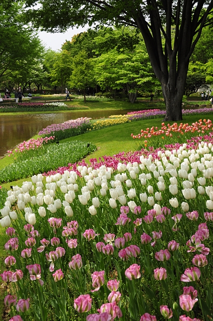 昭和記念公園 花散歩(2) : ☆ Happy Photo Life ☆ 昭和記念公園 花散歩(2) : ☆ Happy Photo Life ☆