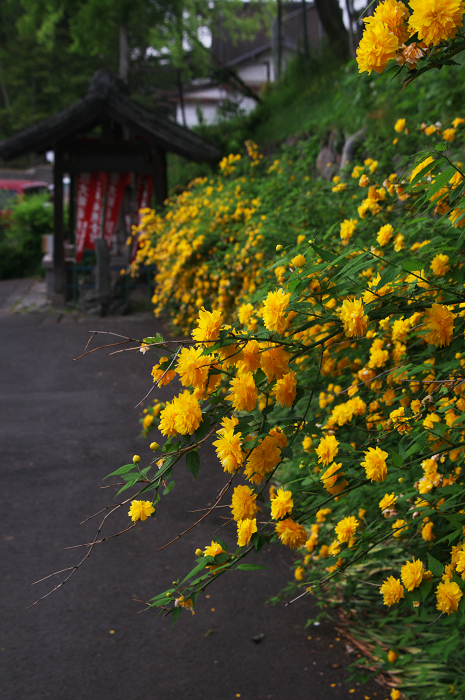 山吹咲く恵心院（宇治市）_f0155048_10152593.jpg