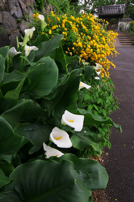 山吹咲く恵心院（宇治市）_f0155048_10164128.jpg