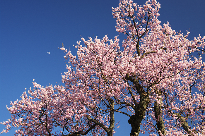 清水の桜（しょうずのさくら）_f0155048_1035491.jpg