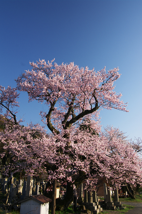 清水の桜（しょうずのさくら）_f0155048_103659.jpg