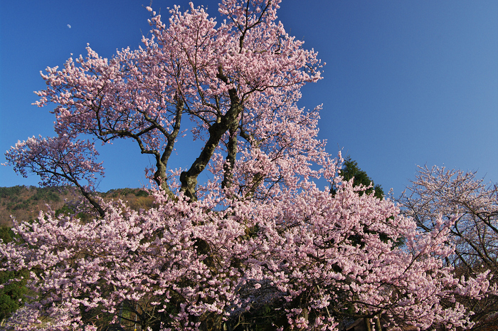 清水の桜（しょうずのさくら）_f0155048_104395.jpg