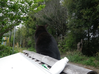 犬小屋の上で物思いにふける猫_f0055264_2255833.jpg