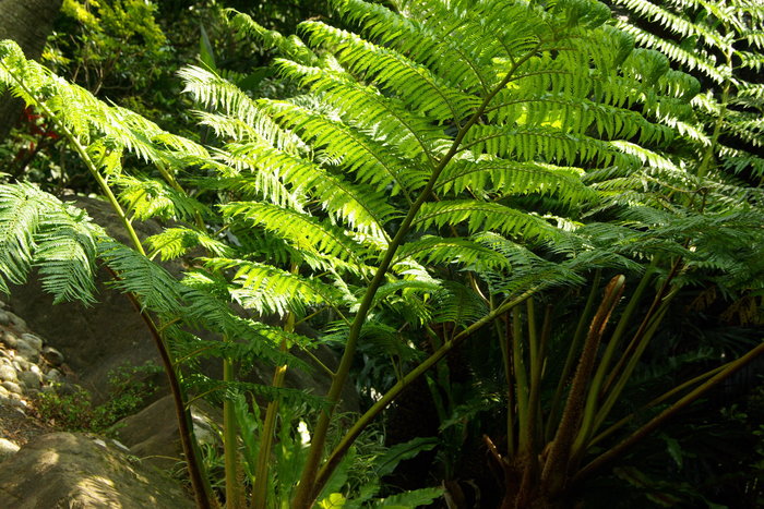 奄美で見かけた植物/Plants I came across in Amami Oshima Island_e0140365_22295298.jpg