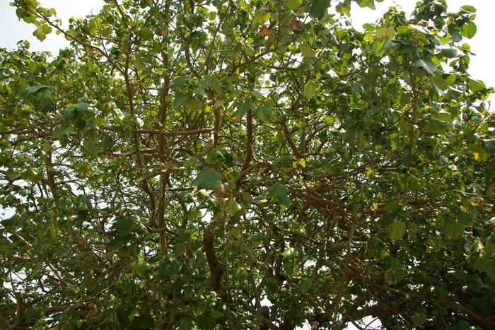 奄美で見かけた植物/Plants I came across in Amami Oshima Island_e0140365_22335914.jpg