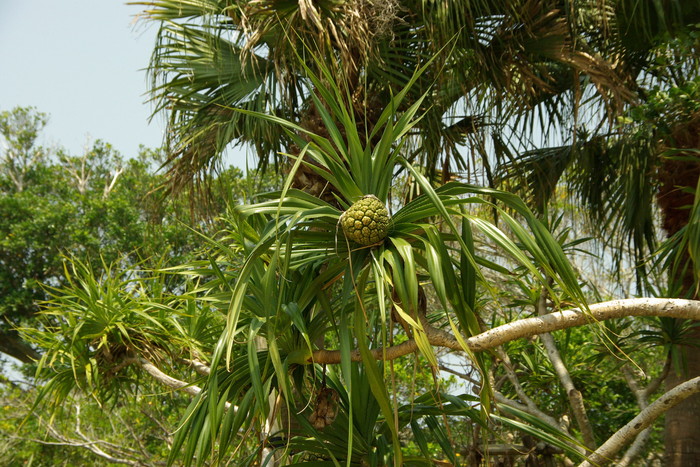 奄美で見かけた植物/Plants I came across in Amami Oshima Island_e0140365_22344978.jpg