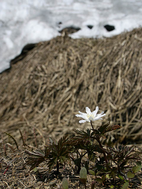 草花も好きだから･･･（４月下旬＆５月上旬　新潟県）_f0199866_19472890.jpg