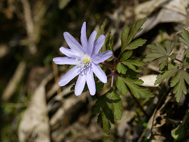 草花も好きだから･･･（４月下旬＆５月上旬　新潟県）_f0199866_1949619.jpg