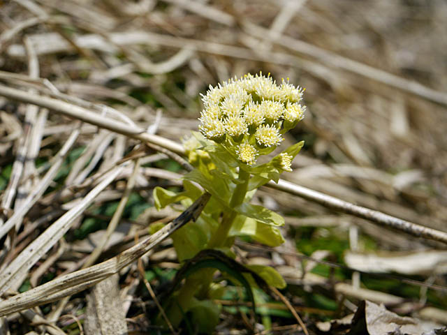 草花も好きだから･･･（４月下旬＆５月上旬　新潟県）_f0199866_1952175.jpg