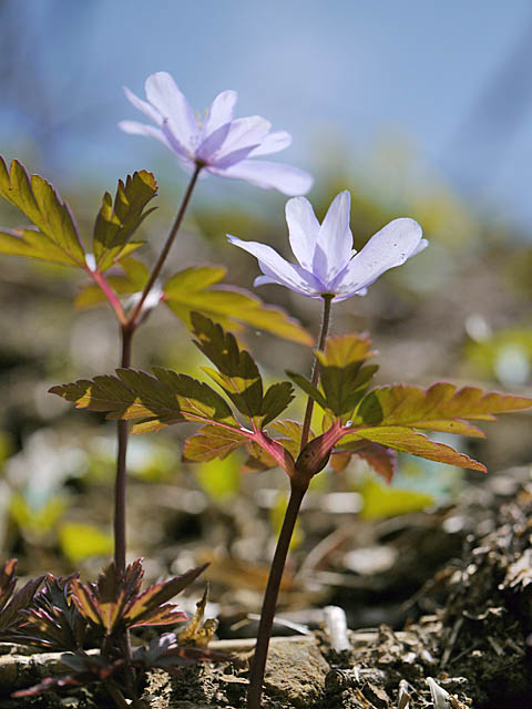 草花も好きだから･･･（４月下旬＆５月上旬　新潟県）_f0199866_19525273.jpg