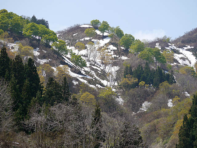 草花も好きだから･･･（４月下旬＆５月上旬　新潟県）_f0199866_19532156.jpg