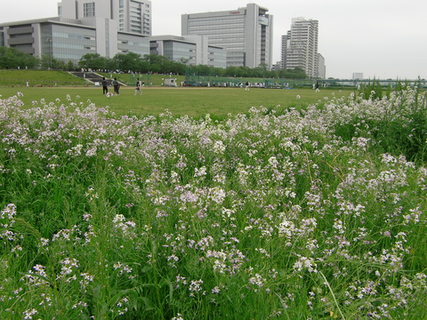 ５月の多摩川_a0109467_2052536.jpg