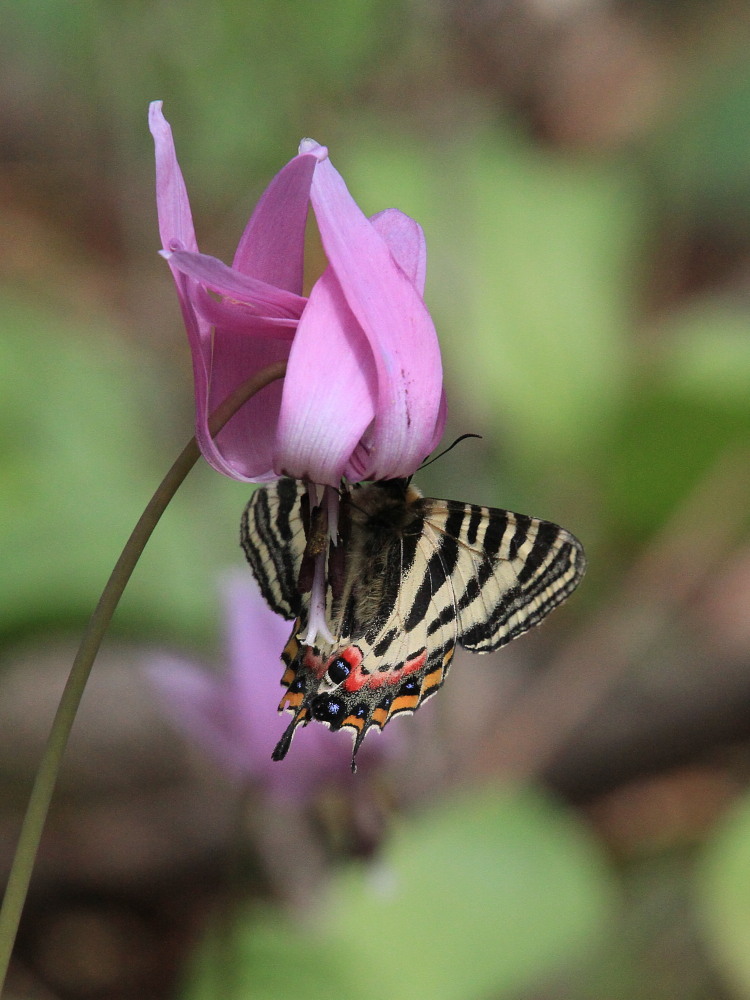 ギフチョウ　　越後ギフのリベンジなるか。　　2011.5.3新潟県_a0146869_74969.jpg