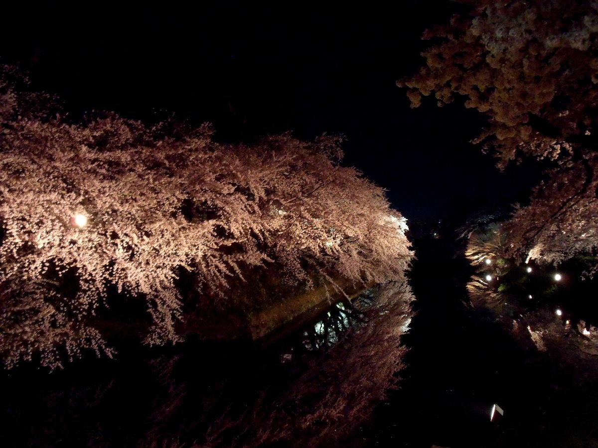 再び弘前へ・・・夜桜_b0067569_22263581.jpg