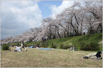 5月4日（水）お花見弁当「炊き込みご飯入りいなり寿司」_c0221169_13441630.jpg