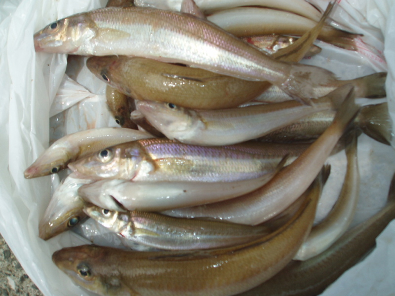 GWの釣果_a0077071_18415365.jpg
