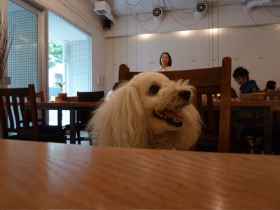 2011.5.5  なな茶々、はじめての吉祥寺_a0083571_20241838.jpg