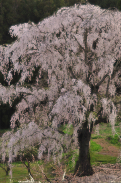 高山村　水中のしだれ桜_c0197772_6203874.jpg