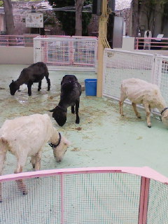 江戸川区自然動物園_f0112873_22554037.jpg