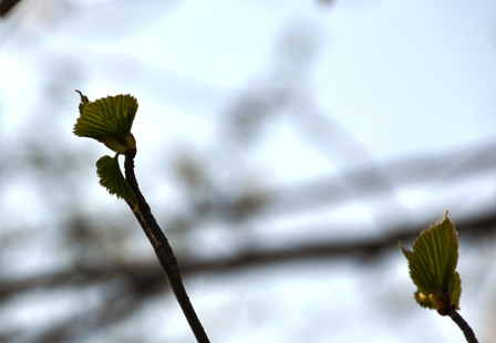 くつきの森、ハンカチノキ情報_f0077877_21221558.jpg