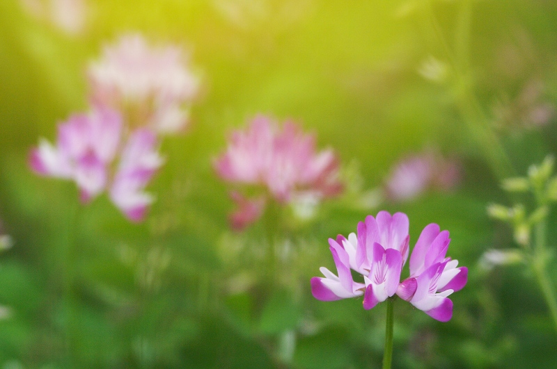 備中国分寺の花_c0135381_11425514.jpg