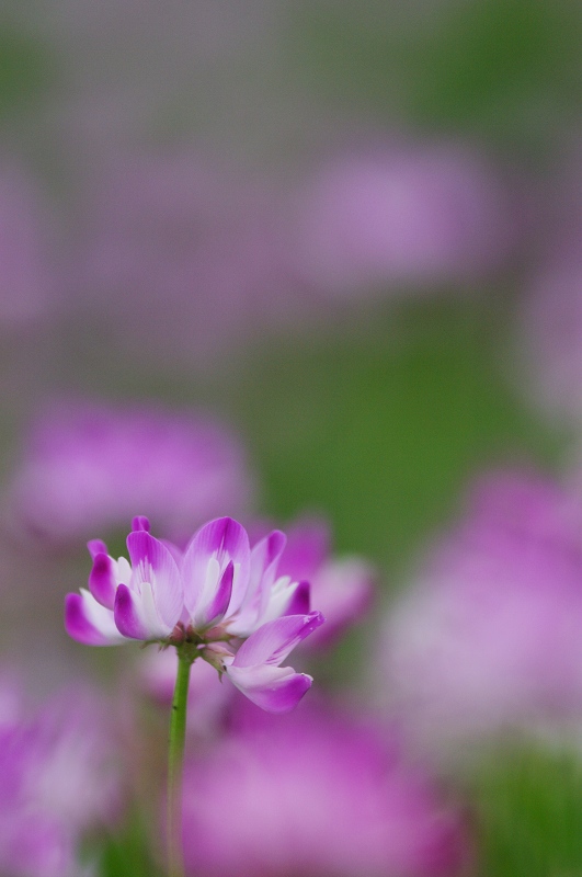 備中国分寺の花_c0135381_1143728.jpg