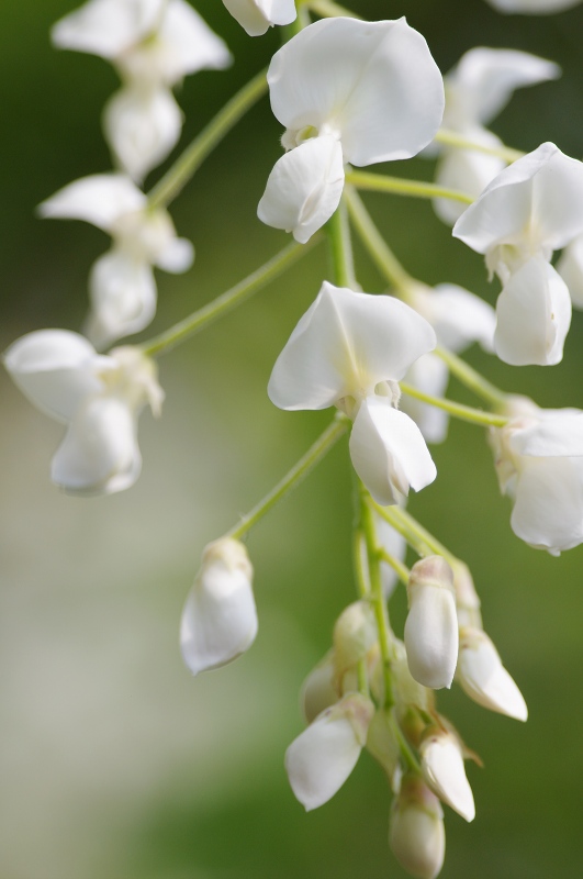 備中国分寺の花_c0135381_11445959.jpg