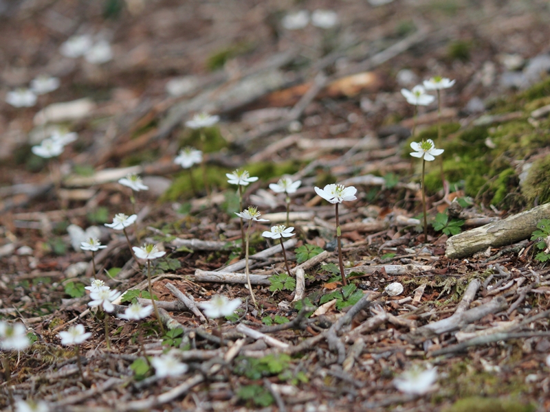 御在所岳の花_d0160788_21273790.jpg