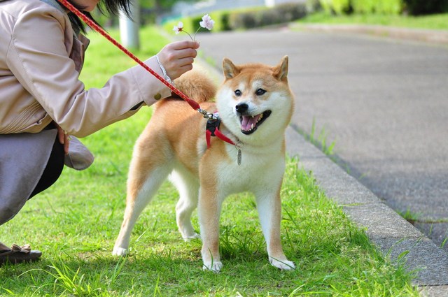 接待はつーちゃん。案内はかぼちゃん。_a0126590_2124967.jpg