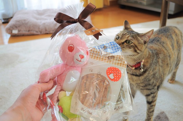 接待はつーちゃん。案内はかぼちゃん。_a0126590_2139477.jpg