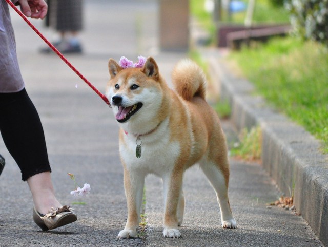 接待はつーちゃん。案内はかぼちゃん。_a0126590_2163884.jpg