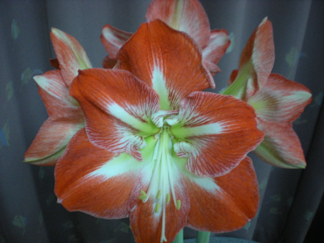 開花_e0233190_13305080.jpg