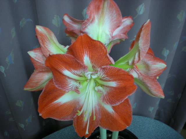 開花_e0233190_13312862.jpg