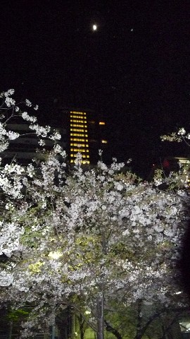 まだ桜_c0108693_22221943.jpg