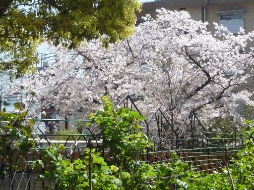 まだ桜_c0108693_22321016.jpg