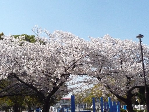 まだ桜_c0108693_22351191.jpg