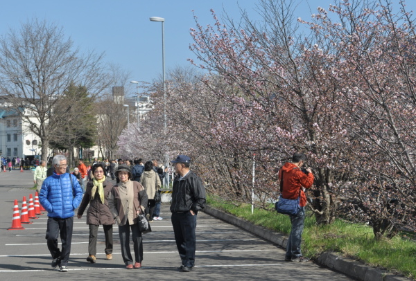 千島桜満開_d0026802_1150504.jpg