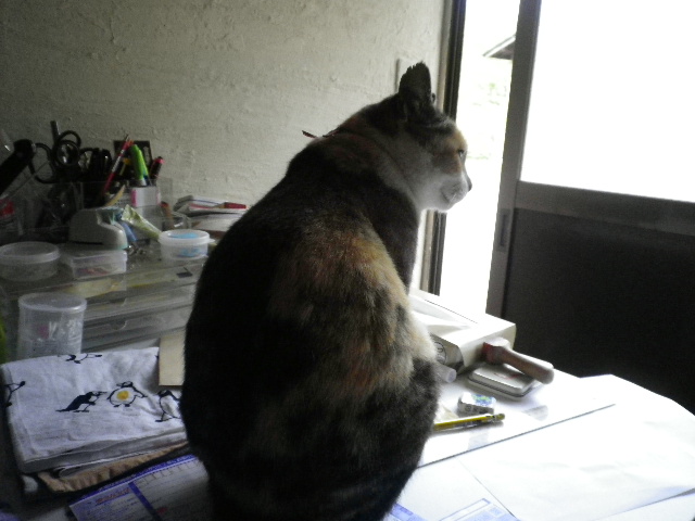 小雨模様です_e0179508_1444577.jpg