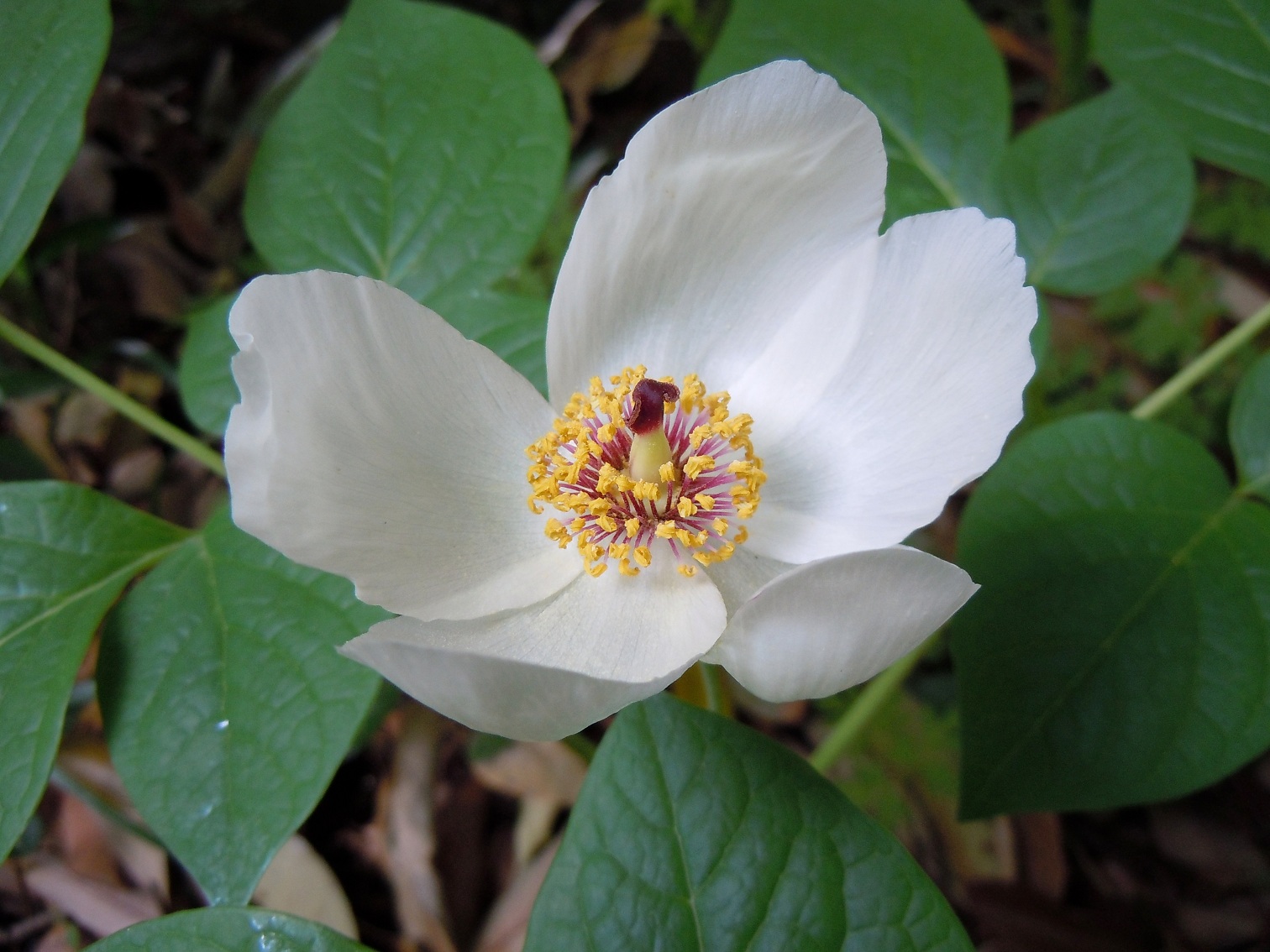 楽天市場】ヤマシャクヤク ポット苗 山芍薬山野草 茶花 準絶滅