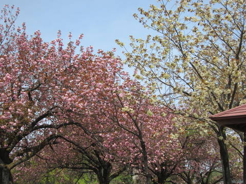 二上山（城山）のサトサクラ20110506_a0026413_20303893.jpg