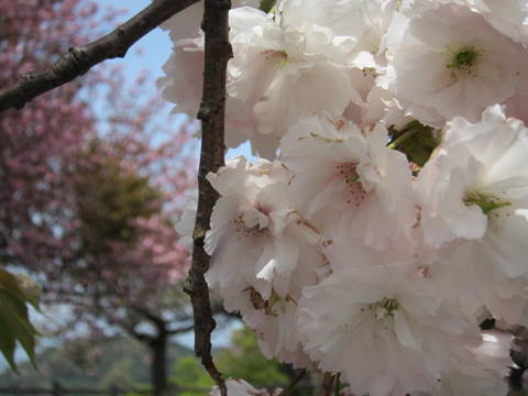 二上山（城山）のサトサクラ20110506_a0026413_2110888.jpg