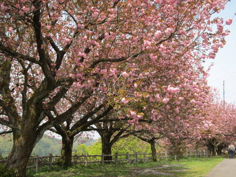 二上山（城山）のサトサクラ20110506_a0026413_2194773.jpg