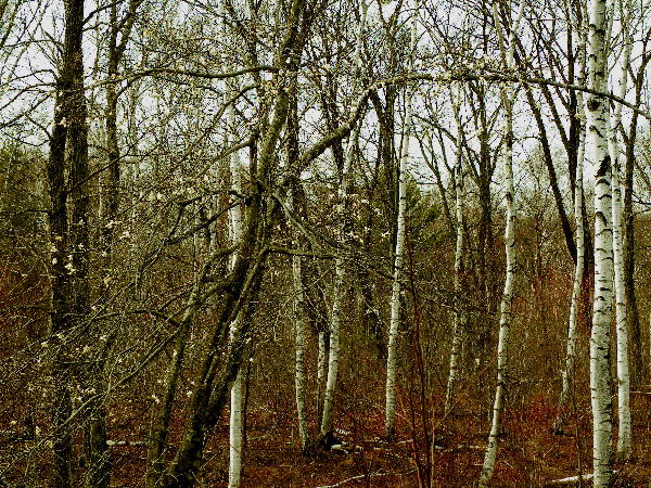 f0133013_7434630.jpg
