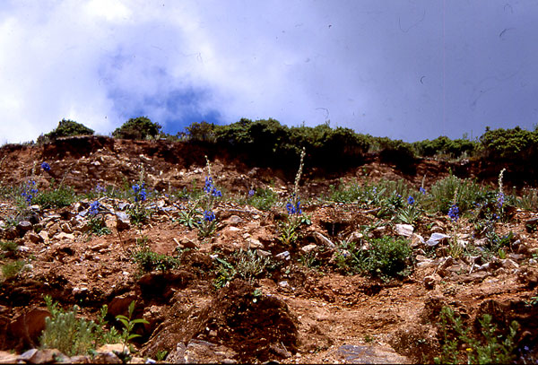 f0115214_1144516.jpg