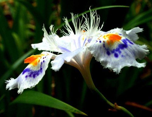 シャガ　（５月５日　東京都薬用植物園にて）_a0023315_15363437.jpg